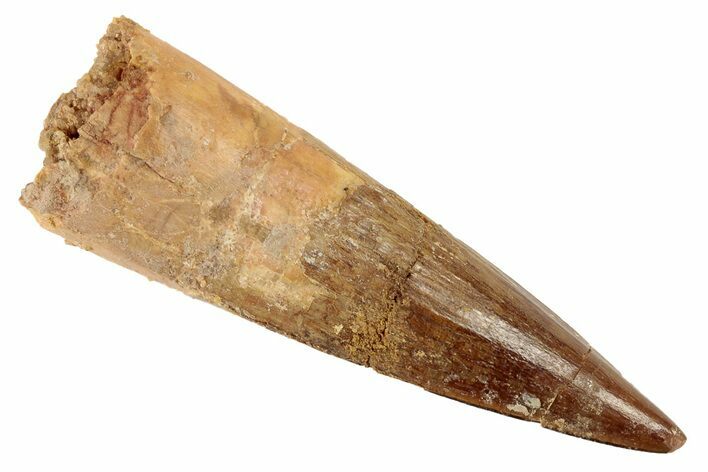 Spinosaurus Tooth - Real Dinosaur Tooth #192108